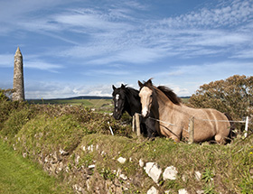Irish horses in County Waterford